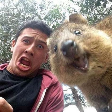Some animals run away when i take out my dslr. Quokka Selfie | Bored Panda