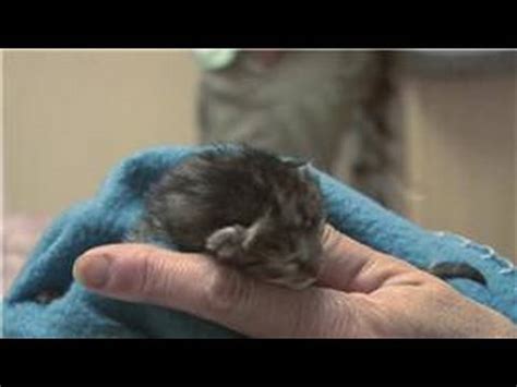 Yesterday kitten lady rescued 3 newborn kittens: Kitten & Cat Care : How to Treat Newborn Kittens With ...