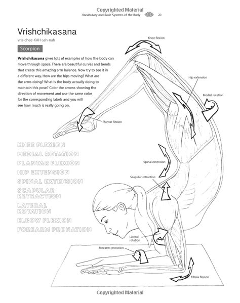 Part reference, part exercise, this books is a manual with helpful hints and facts. The Yoga Anatomy Coloring Book: A Visual Guide to Form, Function, and Movement: Kelly Solloway ...