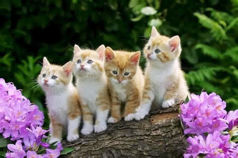 Gambar yang bagus untuk menghias kelas Wallpaper Kucing Lucu Hd Android - Wallpaper HD