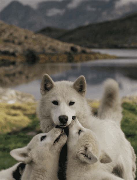 Anime wolves gif (page 1) anime wolf gifs animated wolf images gifs | tenor these pictures of this page are about:anime wolves gif gif love animals wolf hippie puppy animal peaceful puppies ...