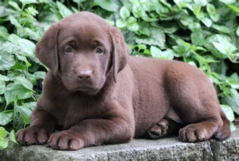 Paisley & ch epoch's jolly folly litter. Droll English Labrador Retriever Puppies For Sale In Pa in ...
