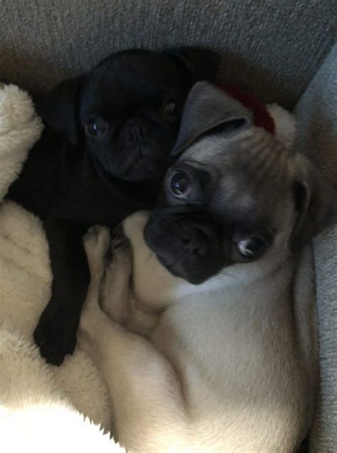 View posts in other states by clicking top of screen menu or zoom & double. Meet Koa, #pug Puppy For Adoption in San Diego California ...