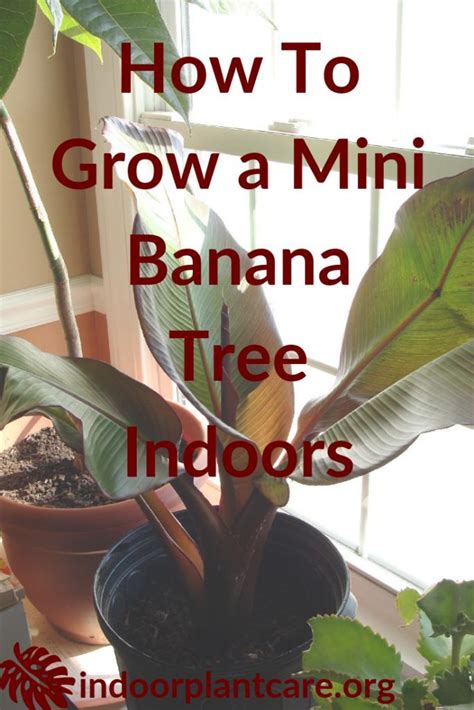 Produces excellent dessert type fruit. How To Grow A Mini Banana Tree Indoors | Banana plants ...