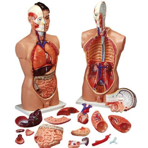 Get elaborate and precise organs human torso at alibaba.com. Budget Life-Size Male Torso (19 parts) XC-201 CMT5 | Tall ...
