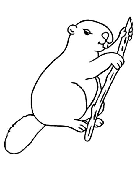 Coloring pages beaver free to print. Pin oleh ColoringSun di Beaver Coloring Pages