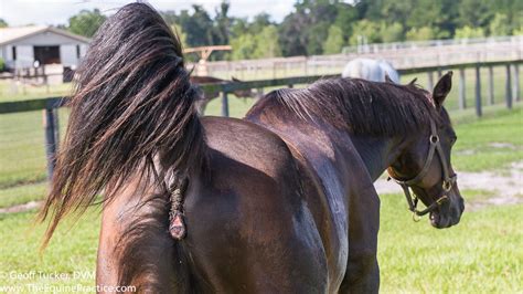 Heat is a form of energy that can transfer from a hot body to a cold body. The Heat Cycle Of The Mare | The Horse's Advocate