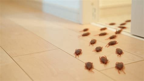 They are much harder to detect and deal with. How to Prevent Pest Infestation in Your Home - 2020 Guide ...