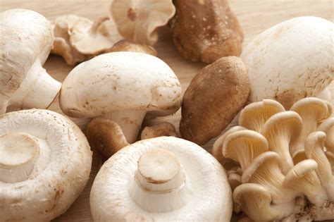Close-up of different white mushrooms - Free Stock Image