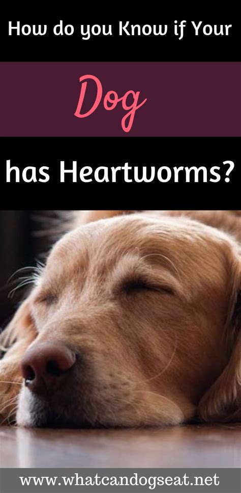 Maybe you would like to learn more about one of these? How do you Know if Your Dog has Heartworms? | Heartworm ...
