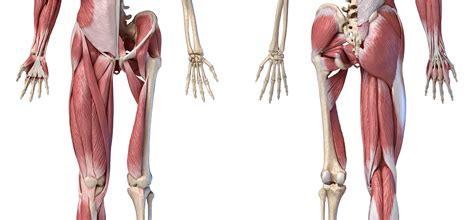 Anatomy of the male pelvis on mr imaging: Hip Muscles - The Definitive Guide | Biology Dictionary