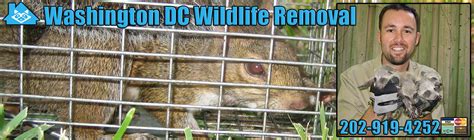 Express pest control washington pride ourselves on offering one of the areas premier 24 hour emergency* pest control solutions. Washington DC Animal Removal, Wildlife Control, Critter ...