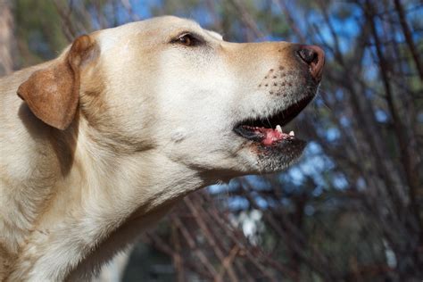 I might link my ting from barking 7am in the morning she's callin', i'm yawnin' she's. Mid Bark | Lucky establishes some barking presence among ...