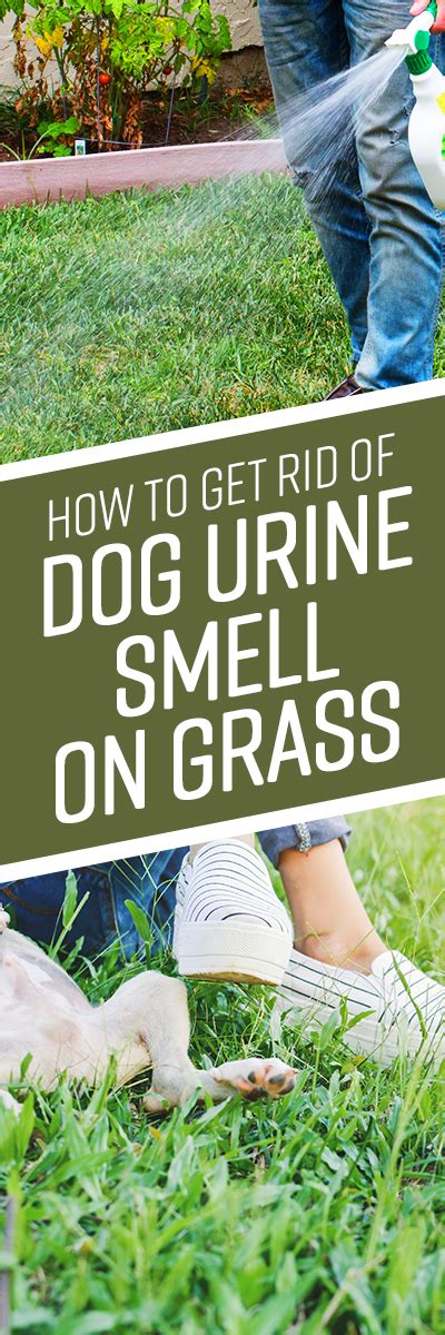 By treating fresh urine promptly, removing old odors and preventing accidents in the first place. How to Get Rid of Dog Urine Smell on Grass