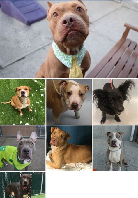 Our intake coordinators are fantastic! Pin on Adopt, rescue, Foster help save a life