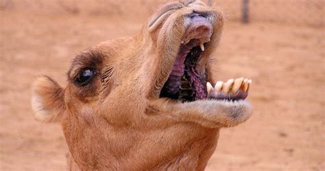 The man was helicoptered out. Camel Eating Cactus -How Camels Are Capable Of Eating Long ...