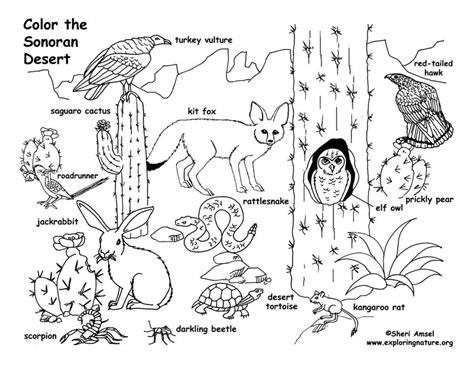 19 animal habitats coloring pages collection. Desert Animals in Habitat Coloring Page