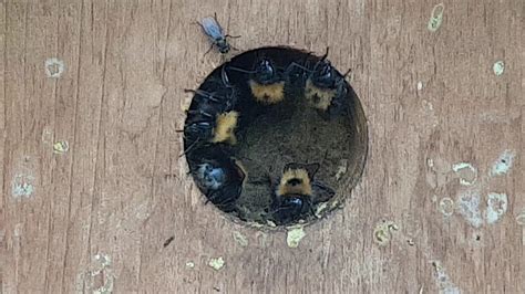 Itama, as a medium sized stingless bee species, requires a proportionately larger hollow. Tree Bumble Bees, in the Blue Tit nest box! - YouTube