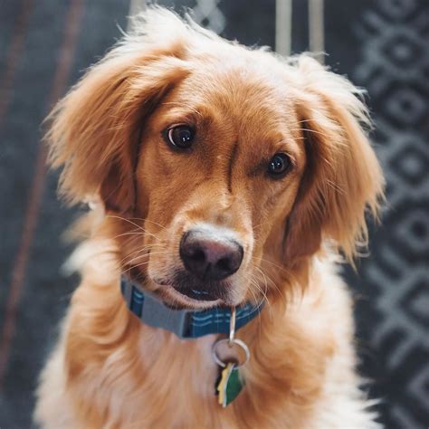 One of the friendliest breeds out there, yellow labs are great companions and love to be a part of the family. Golden Retriever Puppies Near Nebraska - Pets Ideas