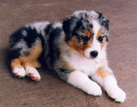 Maybe you would like to learn more about one of these? The dog in world: Australian Shepherd dogs