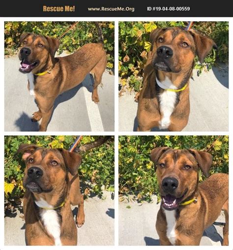 Don't miss what's happening in your neighborhood. ADOPT 19040800559 ~ German Shepherd Rescue ~ Duluth, MN