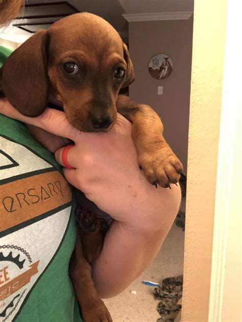 Learn how to housebreak your dog in 6 days for free. Need to Rehome My 9 Week Old Dachshund Puppy