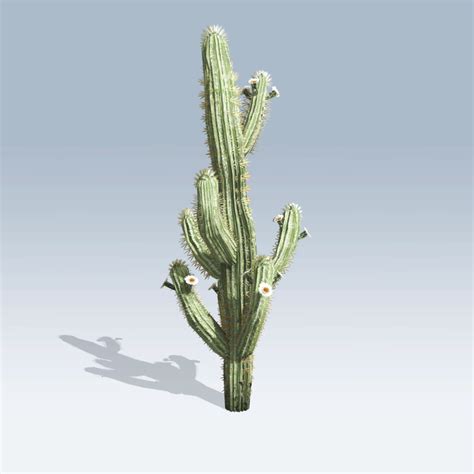 Saguaro cactus served as a building material at all times. Saguaro Cactus (v6) - SpeedTree Store