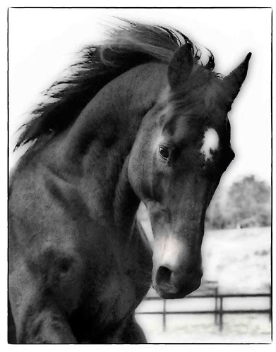 Maybe you would like to learn more about one of these? Thunder THe ultimate ruler of Cabin Creek Farm | Connie ...