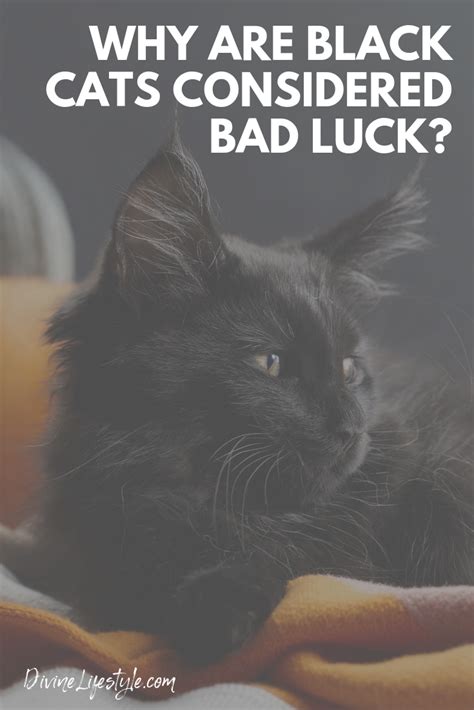 In fact, in early egyptian times, dating back as far however, in some cultures, the black cat is still revered and a symbol of good luck even today. Why are black cats considered bad luck? This Halloween ...