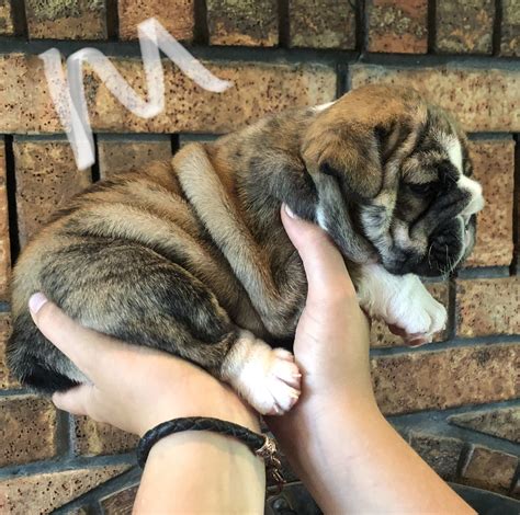 We strive to produce puppies that meet and hopefully exceed the this is the price you can expect to pay for the english bulldog breed without breeding rights. Tiger SOLD- AKC English Bulldog pup for sale in Cushing, Oklahoma | VIP Puppies