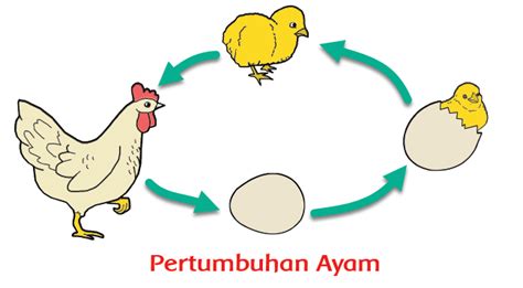 Maybe you would like to learn more about one of these? Pembelajaran 1 Subtema 3 Pertumbuhan Hewan | Mikirbae.com