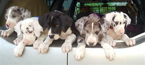 ( out of a litter of 14) still looking for forever homes born jan 25 vet checked and ready to go. Great Dane Puppies Colorado Springs : Affectionate Great ...