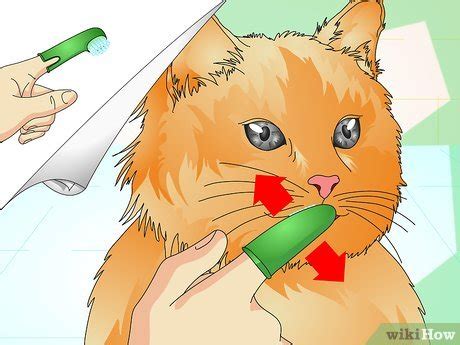 Now you know how to brush a cat's teeth i hope you'll give it a try. How to Check Your Cat's Teeth: 11 Steps (with Pictures ...