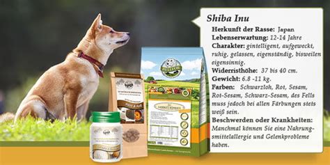 The shiba inu (柴犬, japanese: Shiba Inu