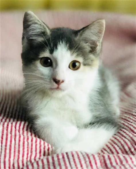 The weight of male and female domestic shorthairs is around 15 and 12 pounds respectively. Damsel - Domestic Short Hair Kitten Port Alberni, Alberni