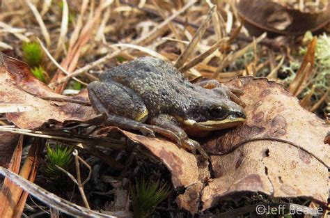 Males call from locations where the vegetation is most dense. Southern Chorus Frog