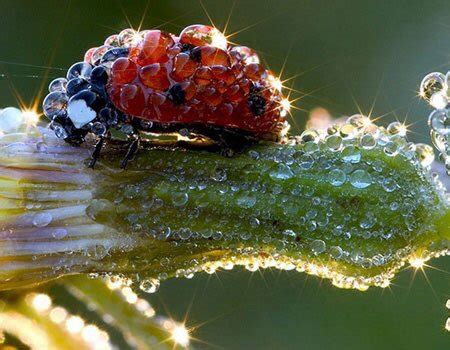 Photo ladybug on a flower. A ladybug in the morning dew : NatureIsFuckingLit