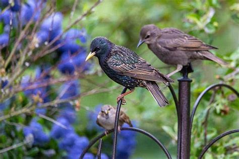 Six strategies to get rid of annoying blackbird flocks of starlings, grackles, cowbirds and blackbirds arriving at feeders in late winter and early spring. How to Get Rid of Starlings at Feeders (7 Easy Tips ...