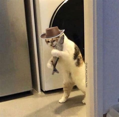 Images tagged cat cowboy hat. Instagram Page Adds Cowboy Hats To Cat Photos And The ...