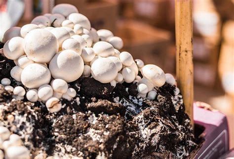 When you grow portobello mushrooms, 60 degree is ideal, and a steady temperature will help with their maturity. How To Grow Portobello Mushrooms 2020 (Step by Step Guide ...