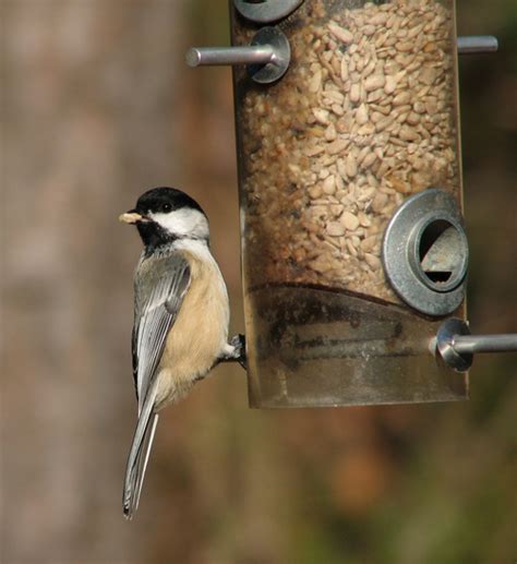 Cast of fiber reinforced concrete, this piece has great weather resistance. Black Capped Chickadee Bird Caller.mp3 - Tradebit