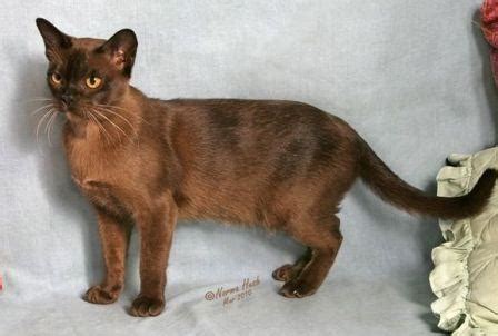 Our sable burmese is genetically a black cat. Burmese Cat Pictures
