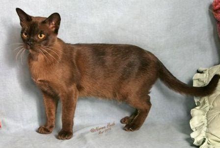 The burmese is a cat that is round all over. Burmese Cat Pictures