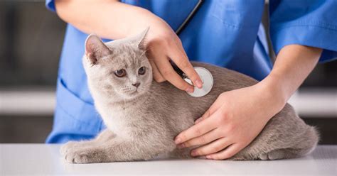 You can be as luxurious or as spartan as you wish. How Much is Cat Insurance? | PetMoneySaver