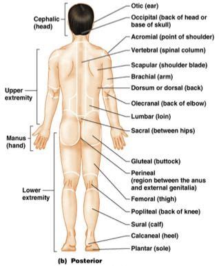 In the late nineteenth century some 30,000 terms for various body parts were in use. anatomical regions | Physiology, Human body anatomy ...