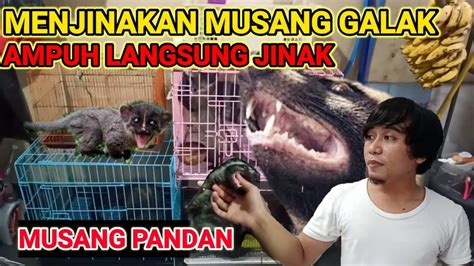 Jalan urus setia, related objects. Cara Menjinakan MUSANG| SETIA HEWAN - YouTube