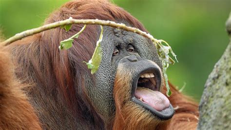 Rod is the logic of fools(rough translation in english). Petition · Save the Orangutan · Change.org