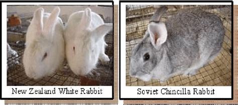 They don't take up much space, are very quiet, and. BACKYARD RABBIT FARMING (PDF Download Available)