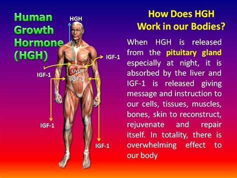 What are human growth hormone supplements? HGH & AGING PROCESS - Edmark For Life