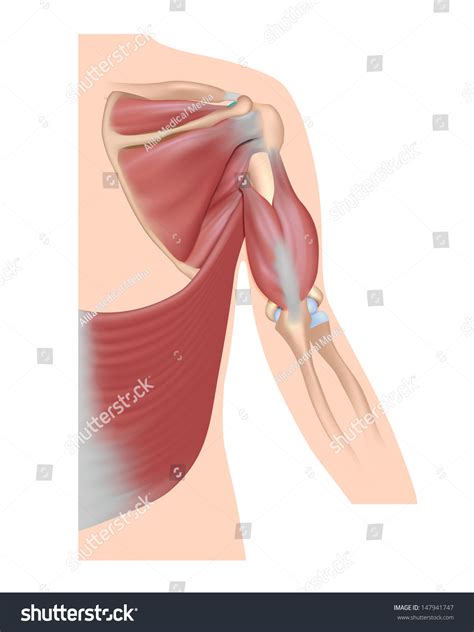 Muscles of the shoulder are a group of muscles surrounding the shoulder joint, which move and provide support to the said joint. Shoulder Muscles Diagram Unlabeled - Learn the muscles of the arm with quizzes & diagrams ...